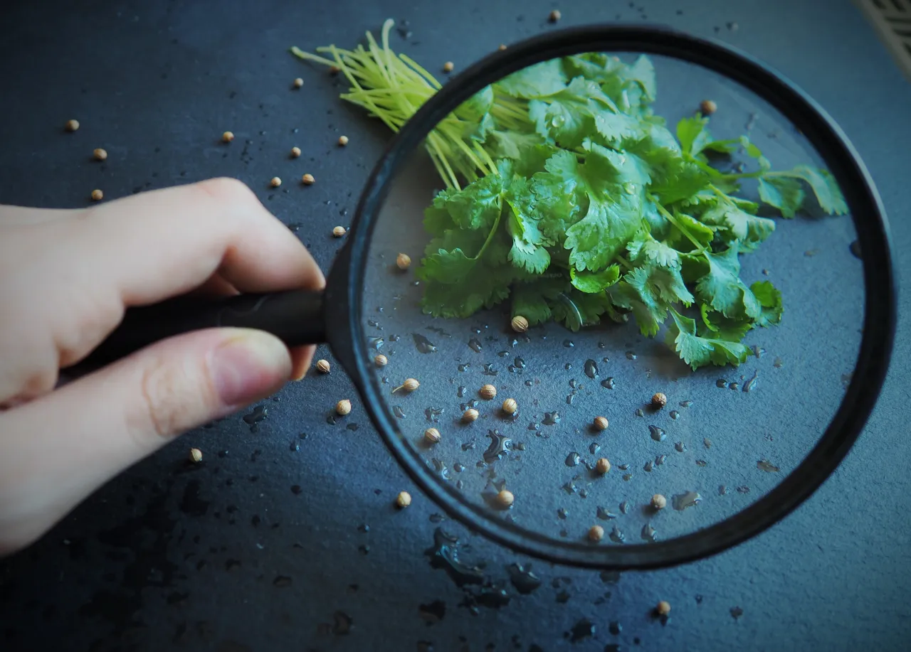 Pod lupą widać świeżą kolendrę i jej nasiona. To właśnie kolendra, zioło o charakterystycznym aromacie.
