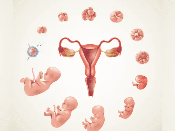 Rozw&oacute;j płodu w 6 miesiącu ciąży, ilustracja