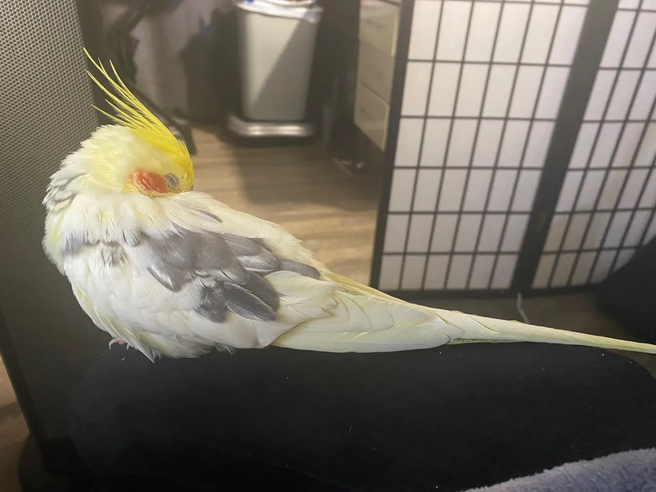 Szczęśliwa papuga śpiąca na żerdzi