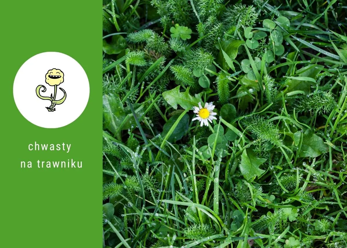 Zwalczanie chwast&oacute;w trawiastych w trawniku