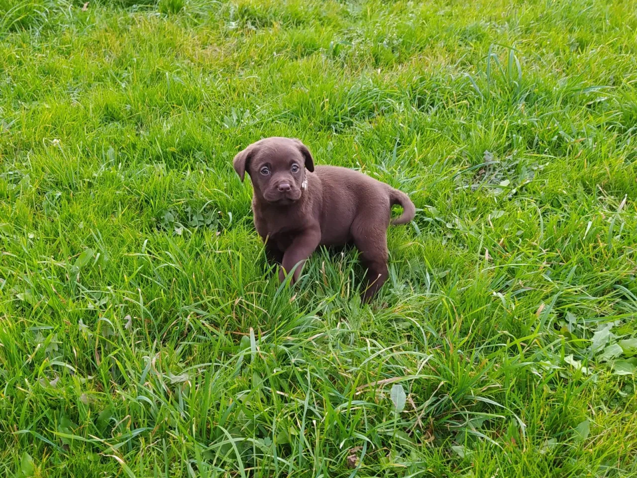 Szczeniak socjalizacja okno
