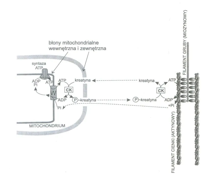 Jak działa kreatyna w mięśniach ATP