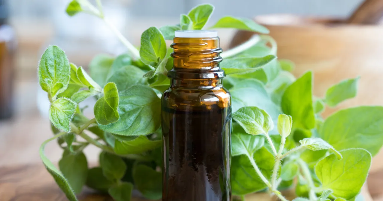 Butelka olejku oregano wśr&oacute;d świeżych liści. Olejek oregano znany jest ze swoich właściwości antybakteryjnych i przeciwzapalnych.