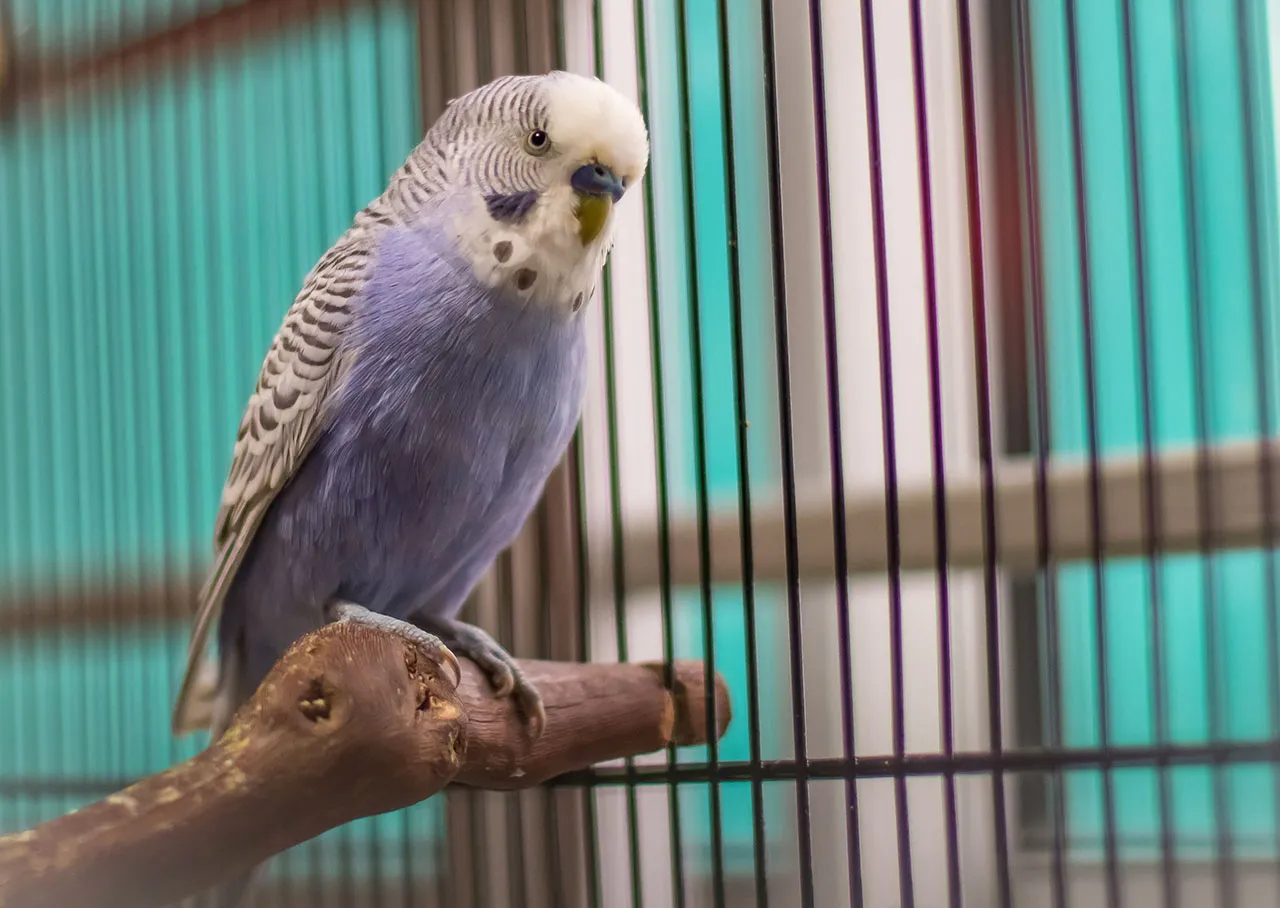 cena papugi falistej