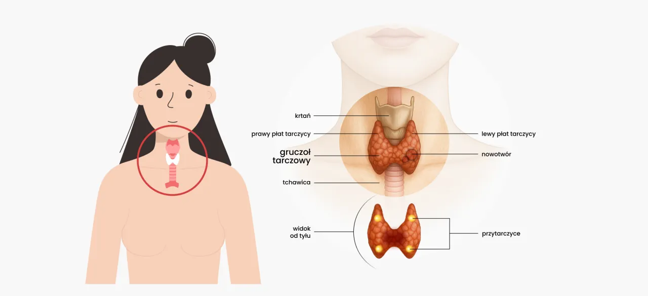 Anatomia tarczycy psa