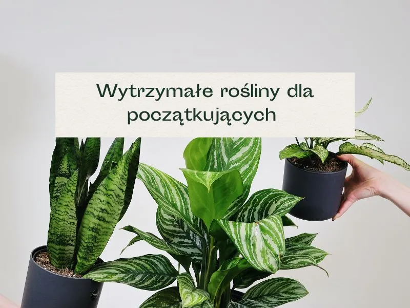 łatwe rośliny doniczkowe do salonu