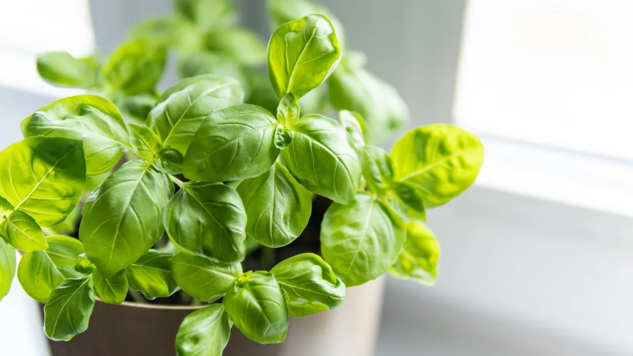 Świeża bazylia w doniczce, gotowa do użycia. Dowiedz się, jak przechowywać bazylię, by zachowała aromat.