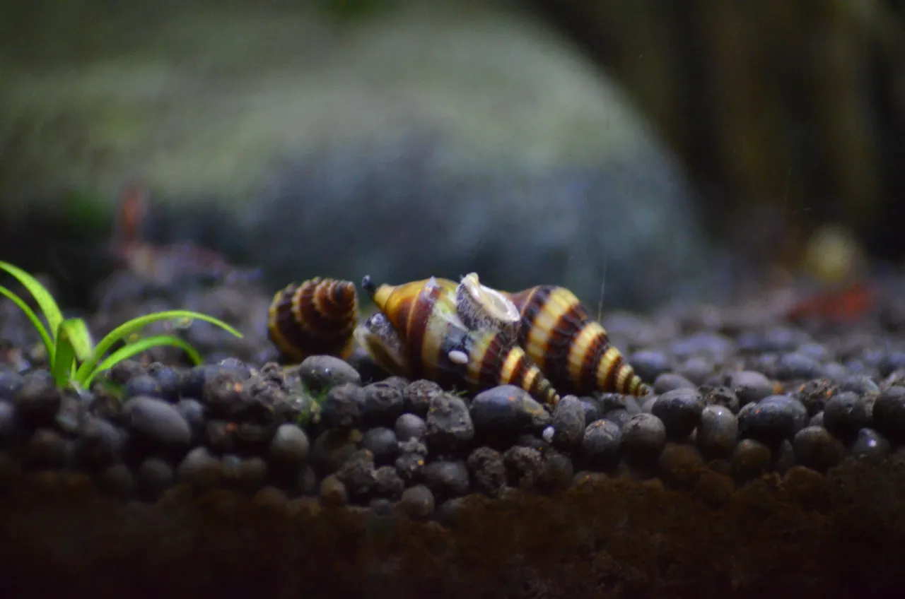 ryba jedząca odchody mit akwarium