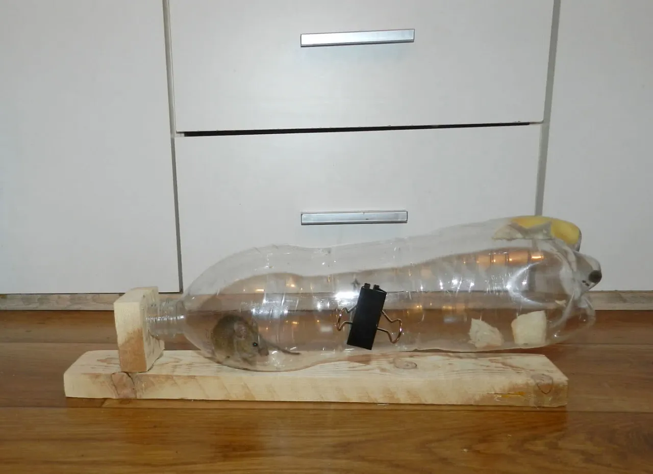 materiały do pułapki na myszy z butelki