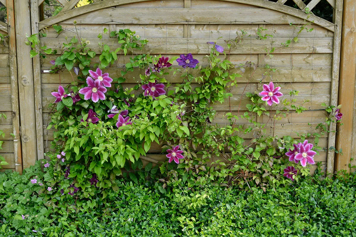 kompozycje powojników w ogrodzie