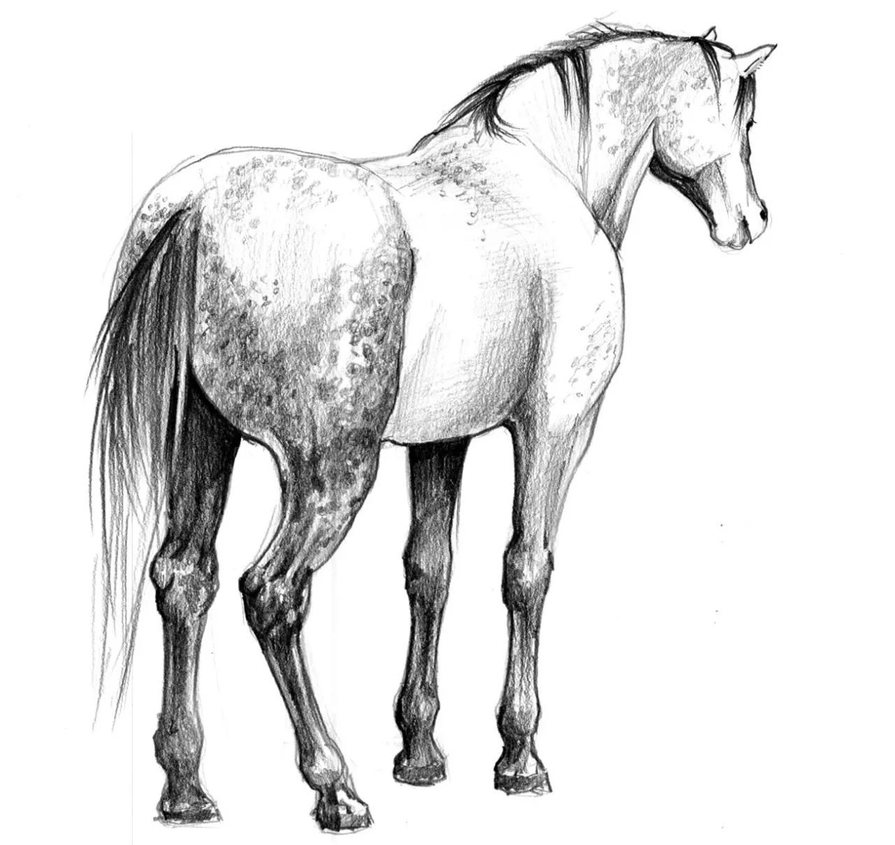 techniki cieniowania rysunek konia