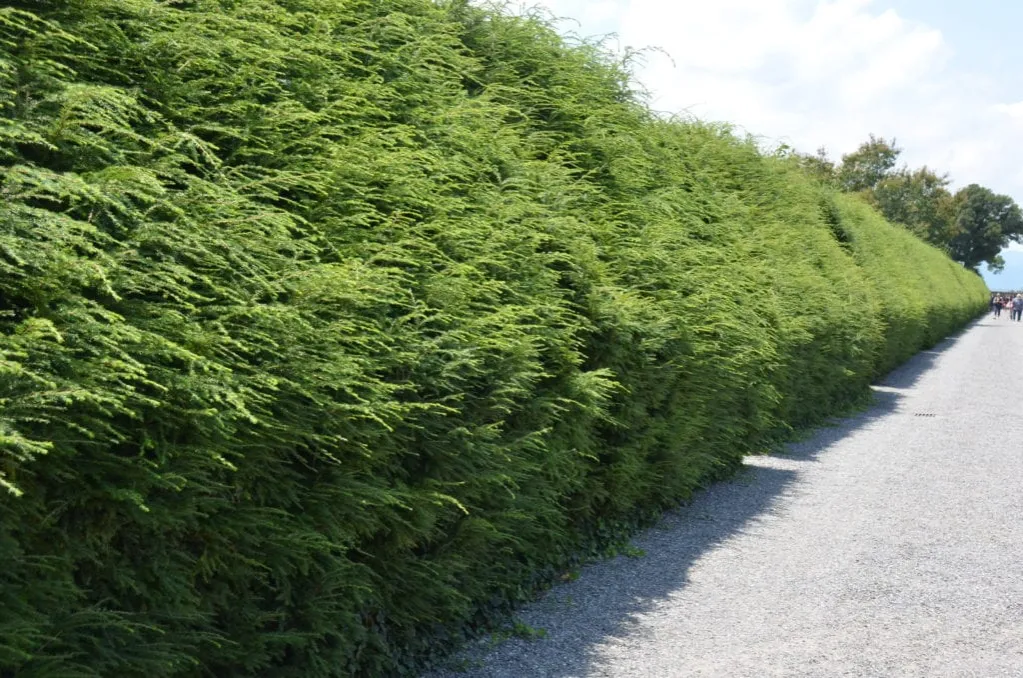 różnorodność żywopłotów iglastych zamiast tui