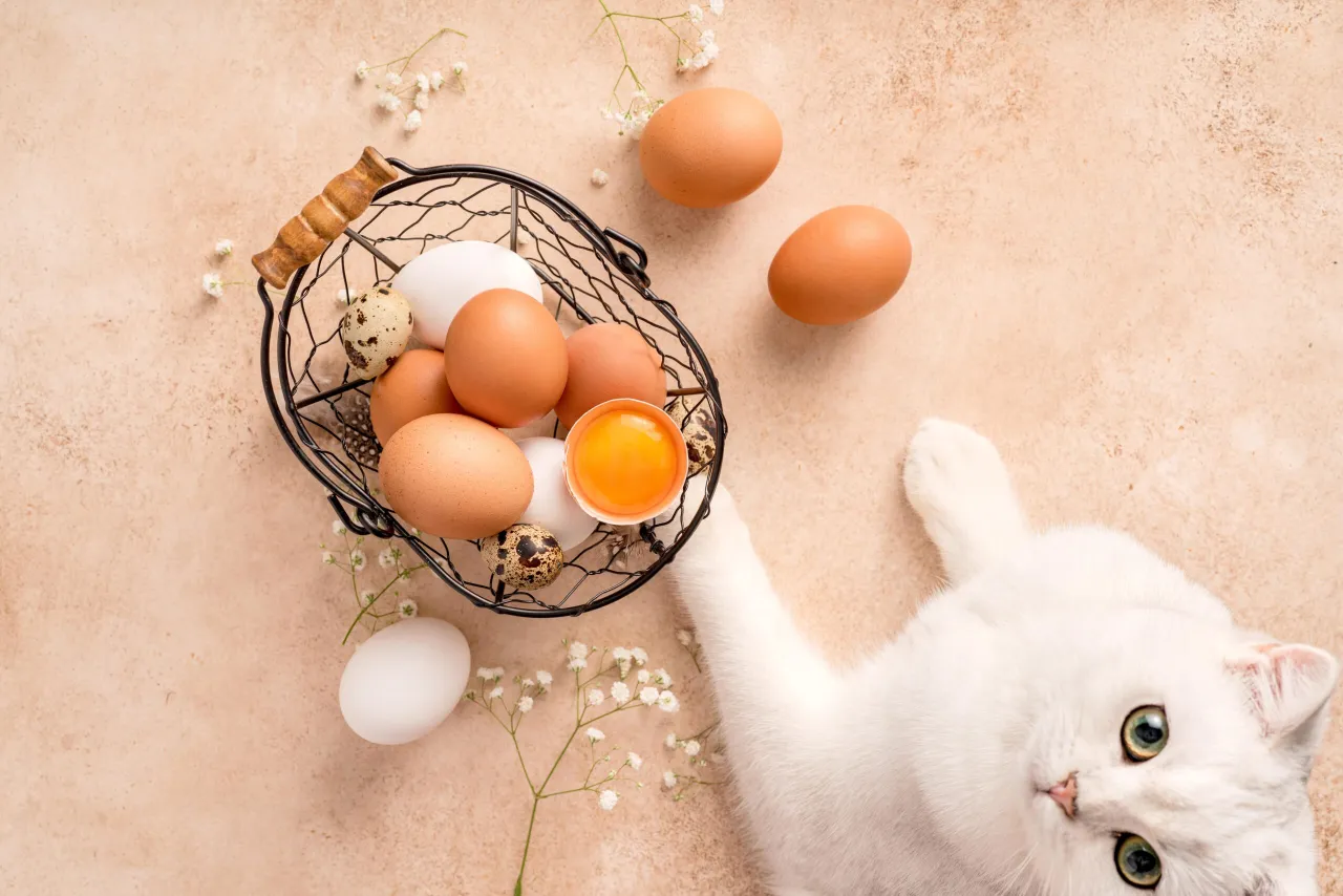 kot jedzący żółtko