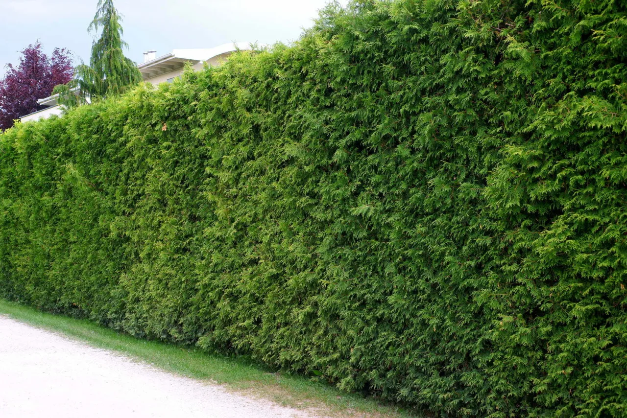 Żywopłot z tui Smaragd odległości sadzenia