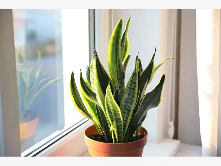 kwiat sansewierii z bliska