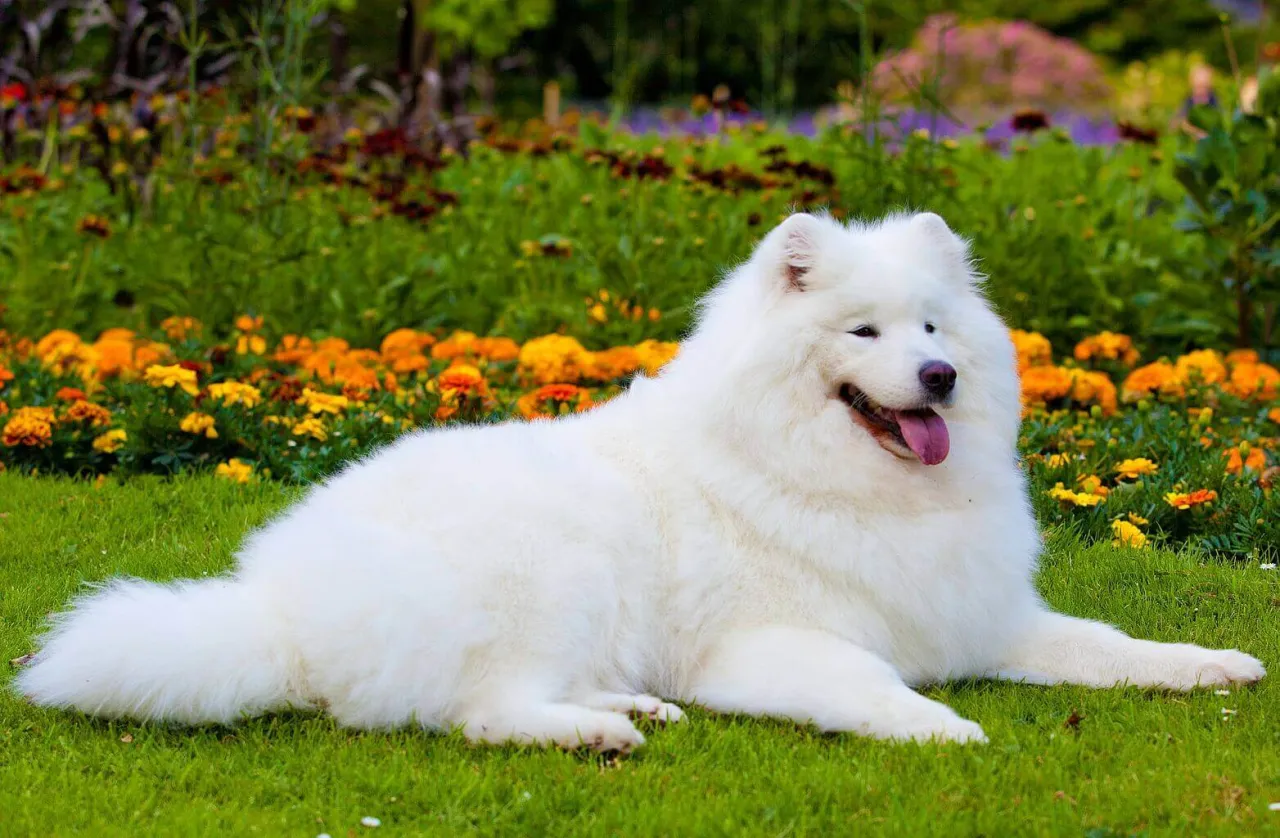 samoyed z bliska sierść dwuwarstwowa