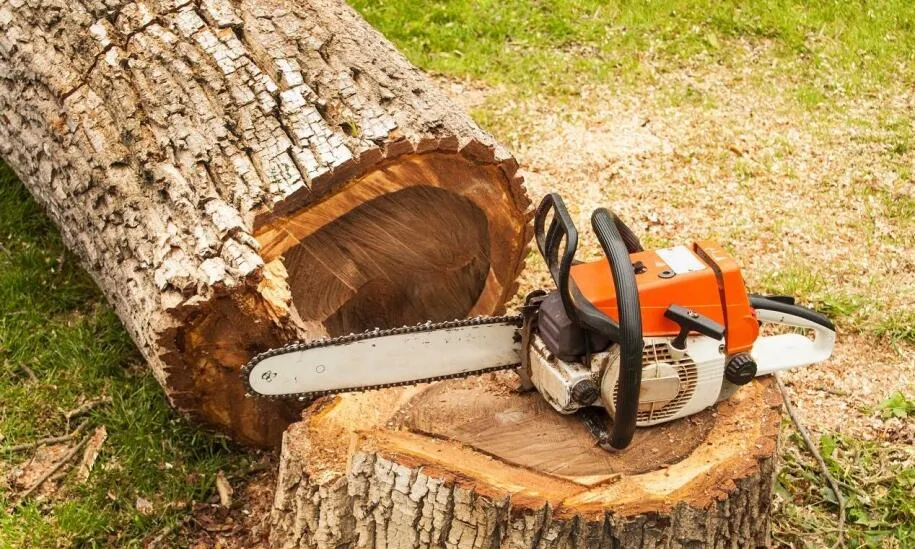 drzewo zagrażające budynkowi lub infrastrukturze