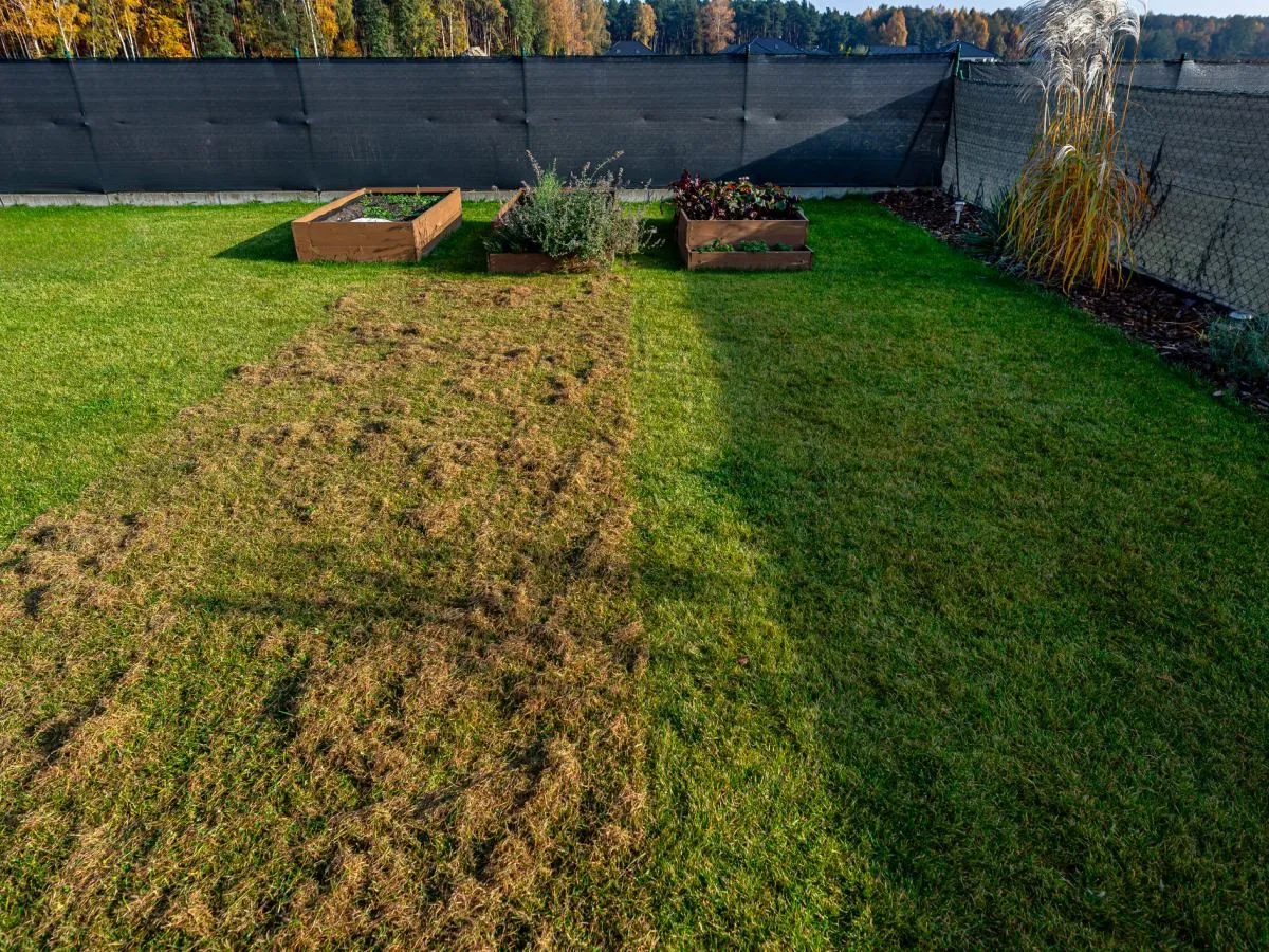 wertykulacja trawnika przed i po