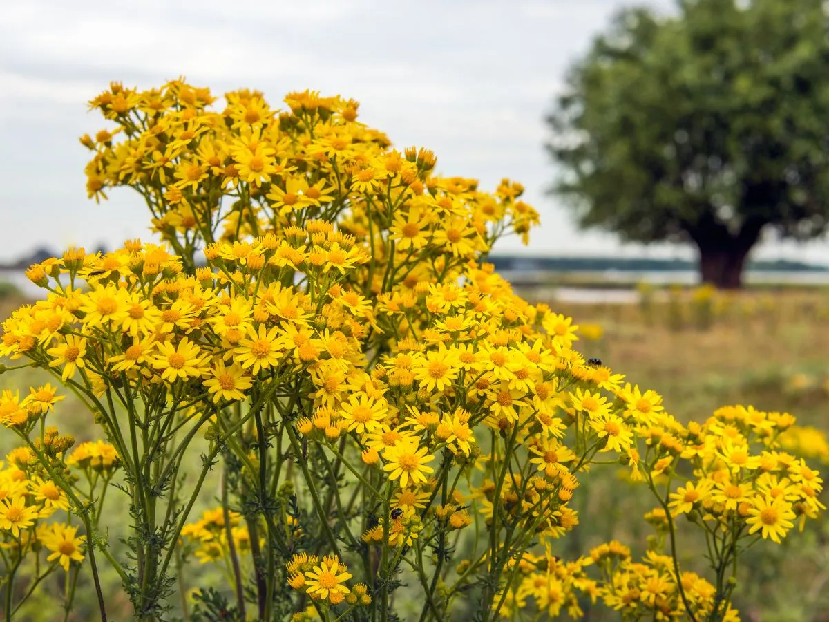 Żółte chwasty polne i ogrodowe identyfikacja