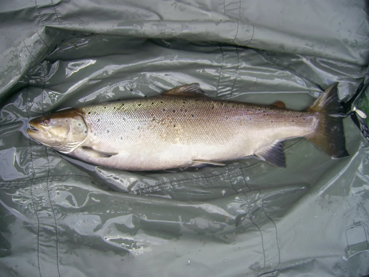 Łosoś bałtycki a troć wędrowna por&oacute;wnanie