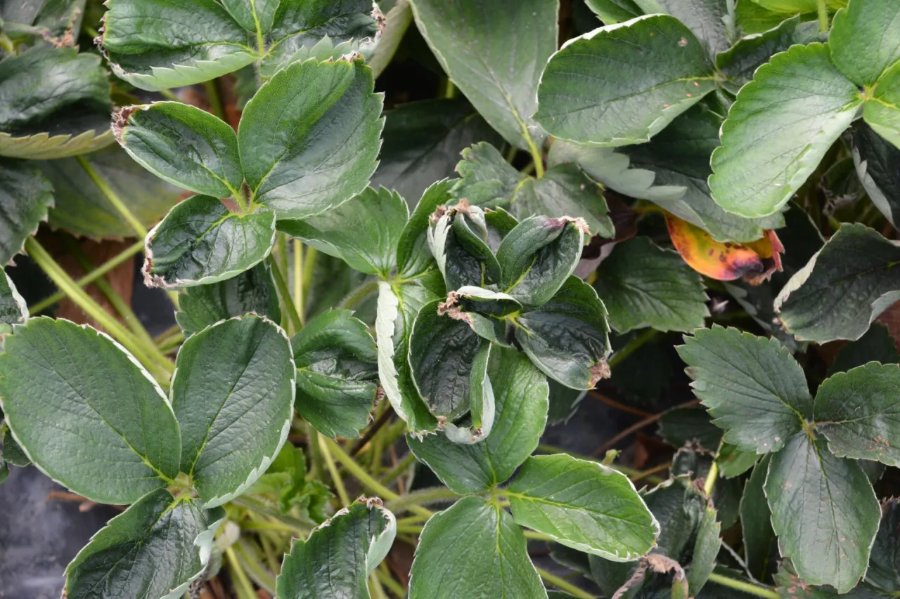 Liście truskawek z objawami niedoboru wapnia: brązowe, suche brzegi liści i deformacje.