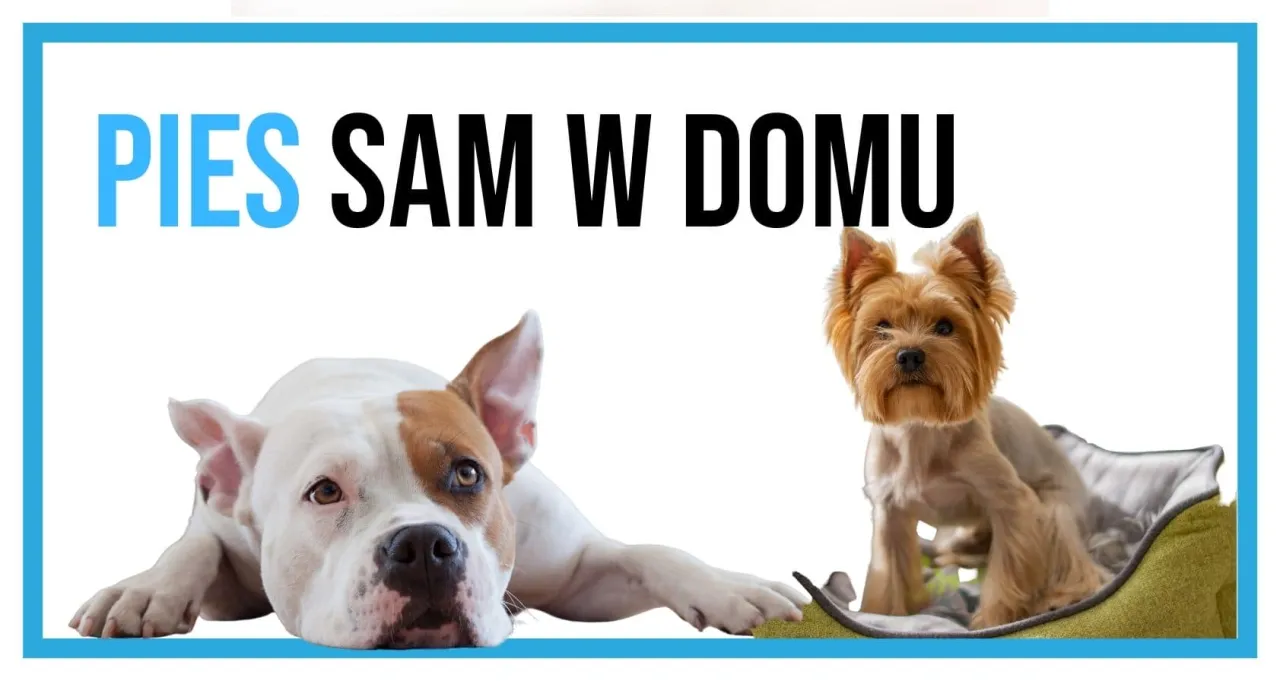 trening psa zostawanie samemu