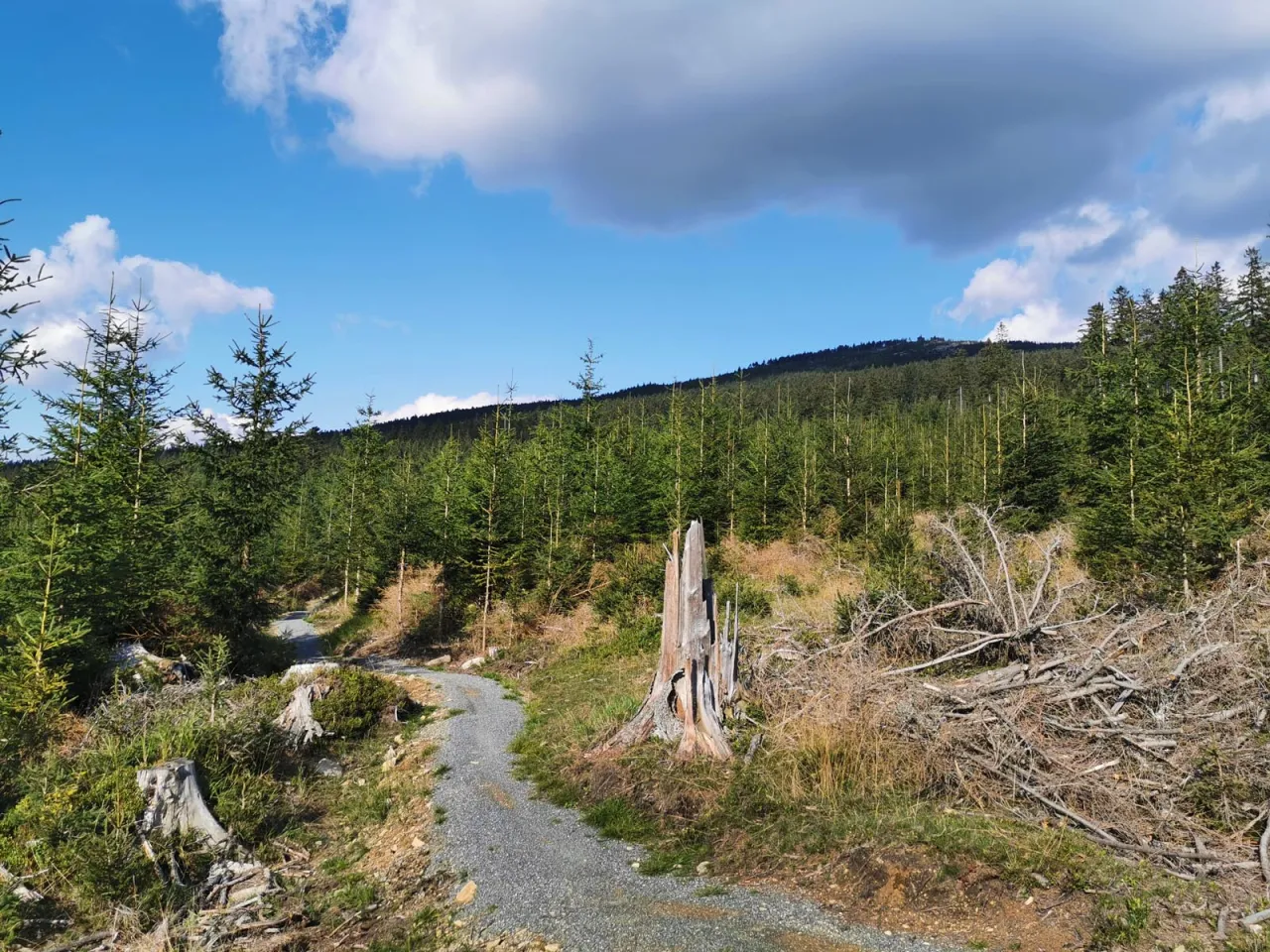 Międzygórze rowerowy raj singletrack Glacensis