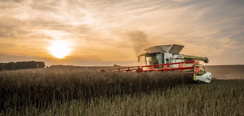 Zdjęcie Ceny rzepaku 2026: Aktualne stawki, prognozy i kluczowe czynniki