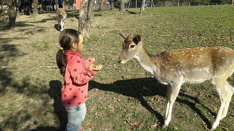 dziecko karmiące daniela w Leśnym Parku Niespodzianek Ustroń