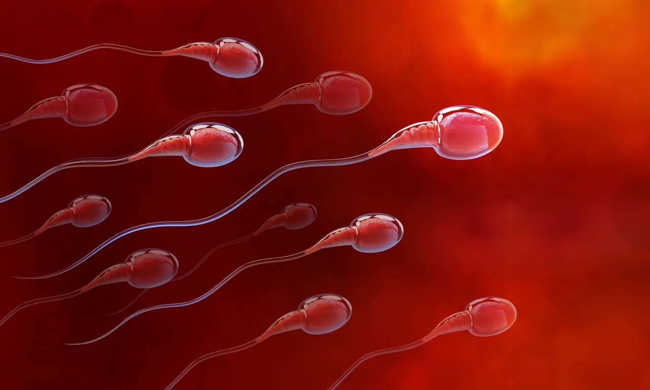 ile zarobić oddając nasienie