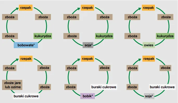 Płodozmian schemat upraw