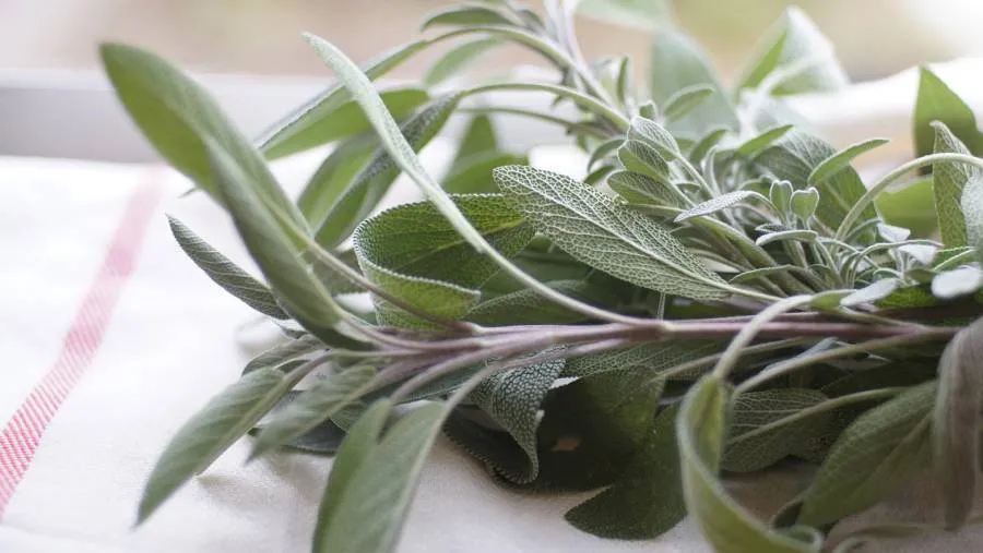 szałwia lekarska liście