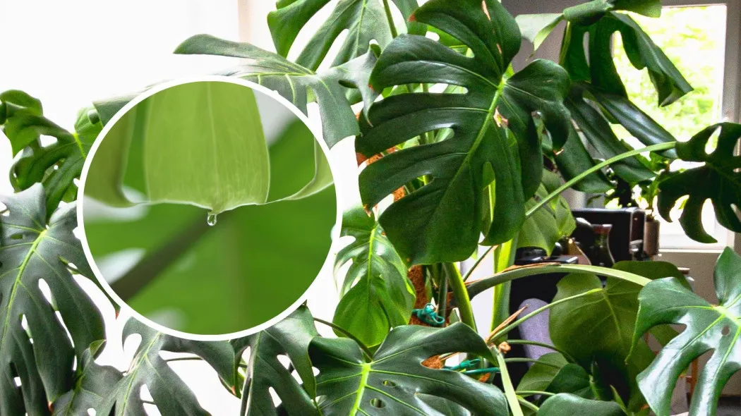 popularne rośliny doniczkowe monstera storczyk sukulenty