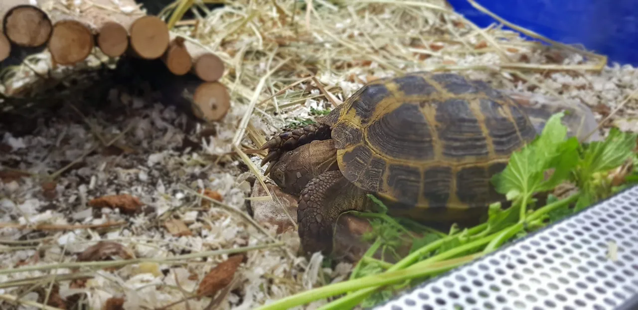 Ż&oacute;łw stepowy w terrarium