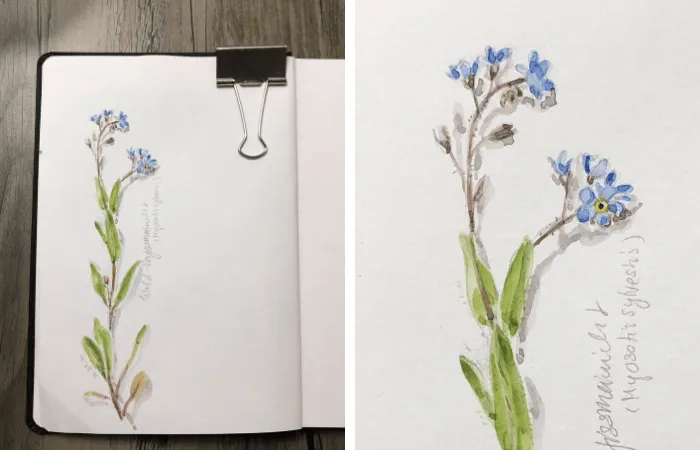 Vergissmeinnicht zeichnen Schritt f&uuml;r Schritt einfach