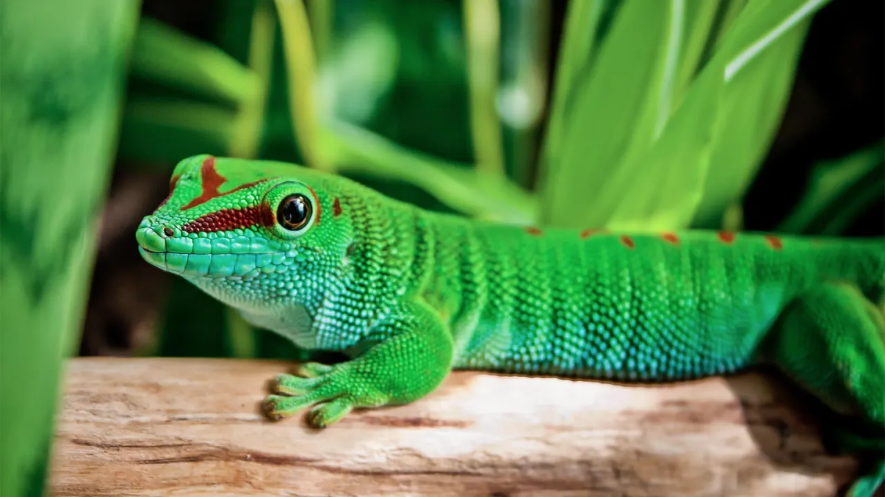 gekon madagaskarski Paroedura pictus cena