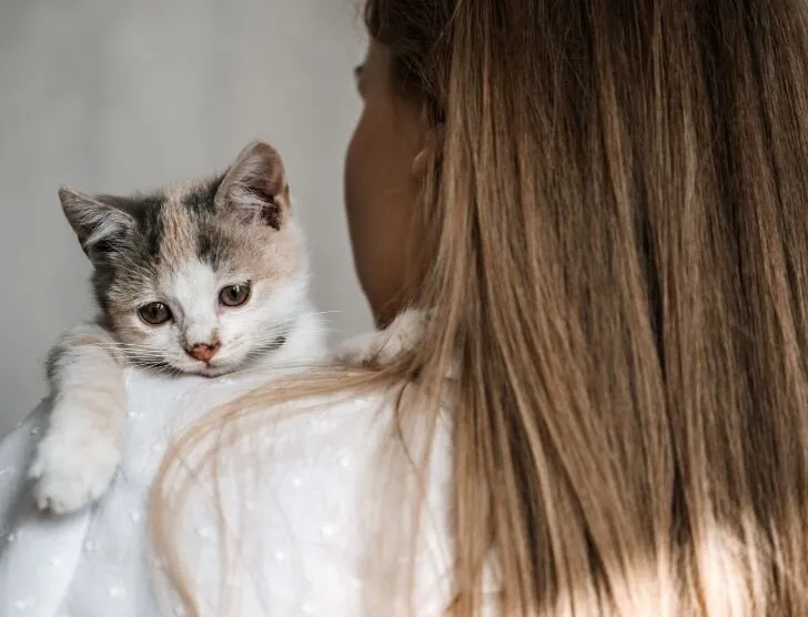 Zdjęcie Tonkijskie koty: wszystko, co musisz wiedzieć przed adopcją