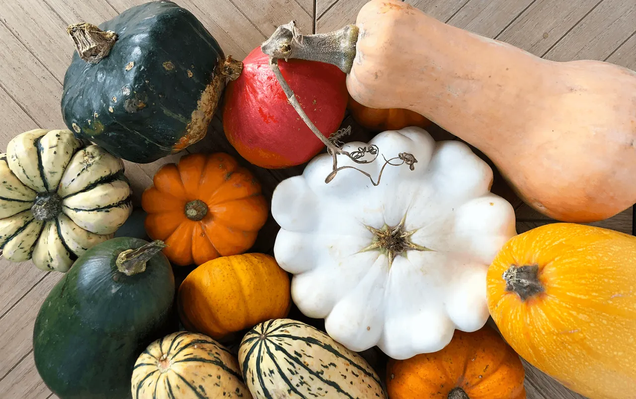 Diff&eacute;rents types de courges pour r&ocirc;tir