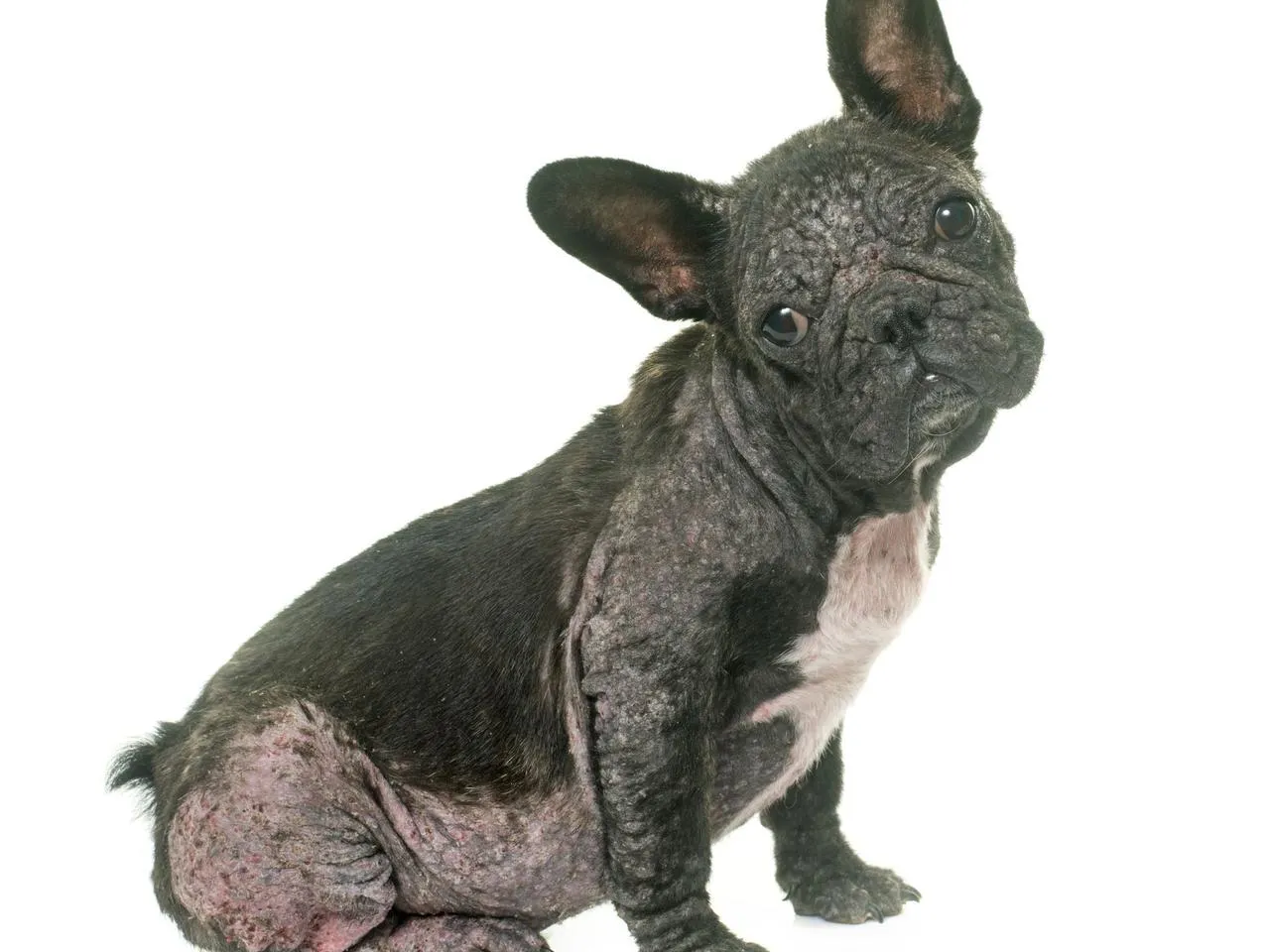 Szczeniak z nużycą