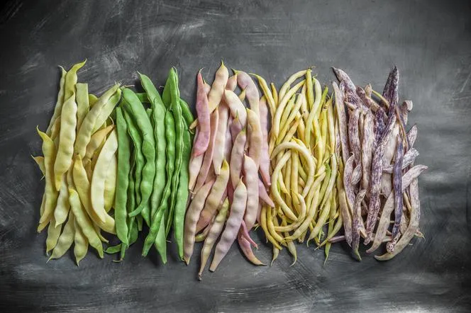 r&oacute;żne rodzaje fasolki szparagowej ż&oacute;łta zielona fioletowa