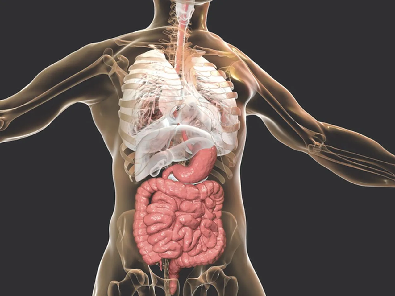 anatomia jamy brzusznej organy lewa strona