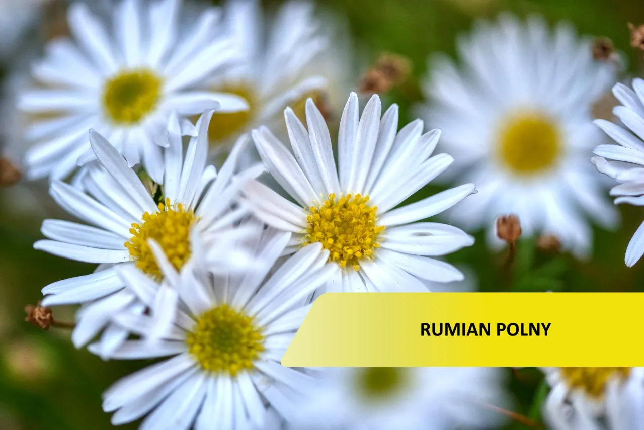 Rumian polny na polu uprawnym