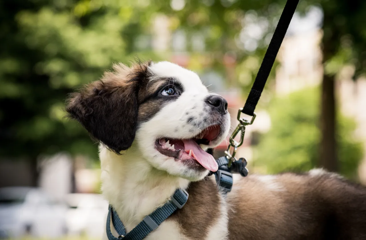 Pierwszy spacer szczeniaka na smyczy