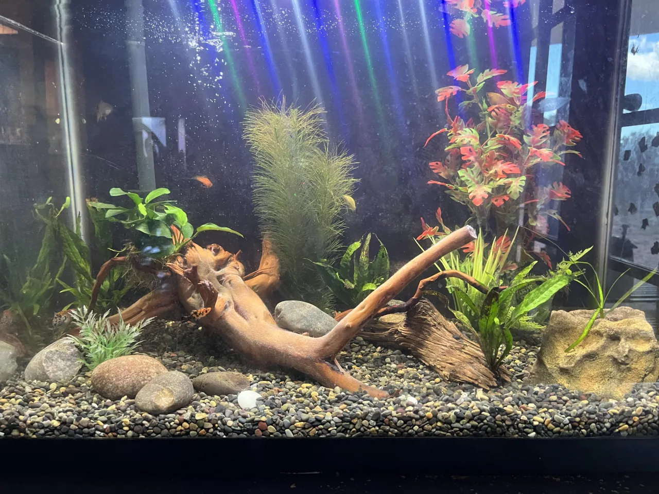 ślimaki akwariowe czyszczące