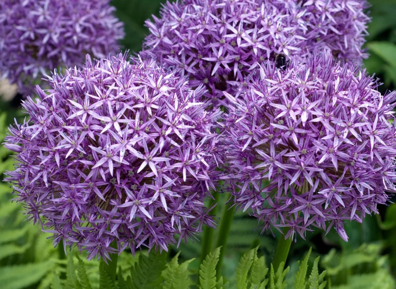 ogrodnik sadzący cebulki czosnku ozdobnego jesienią