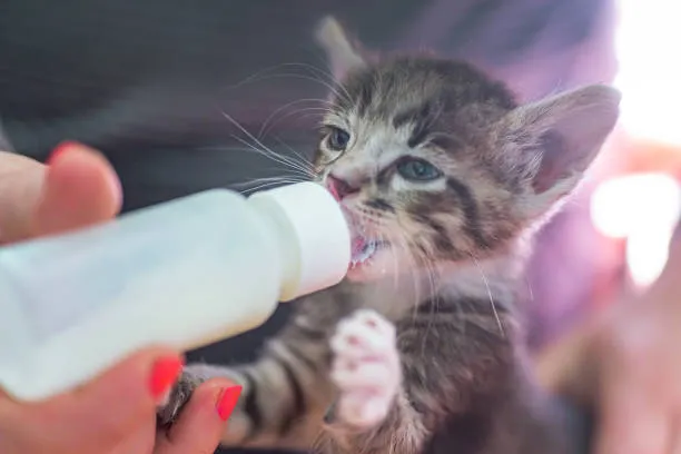 mały kotek pijący mleko z butelki