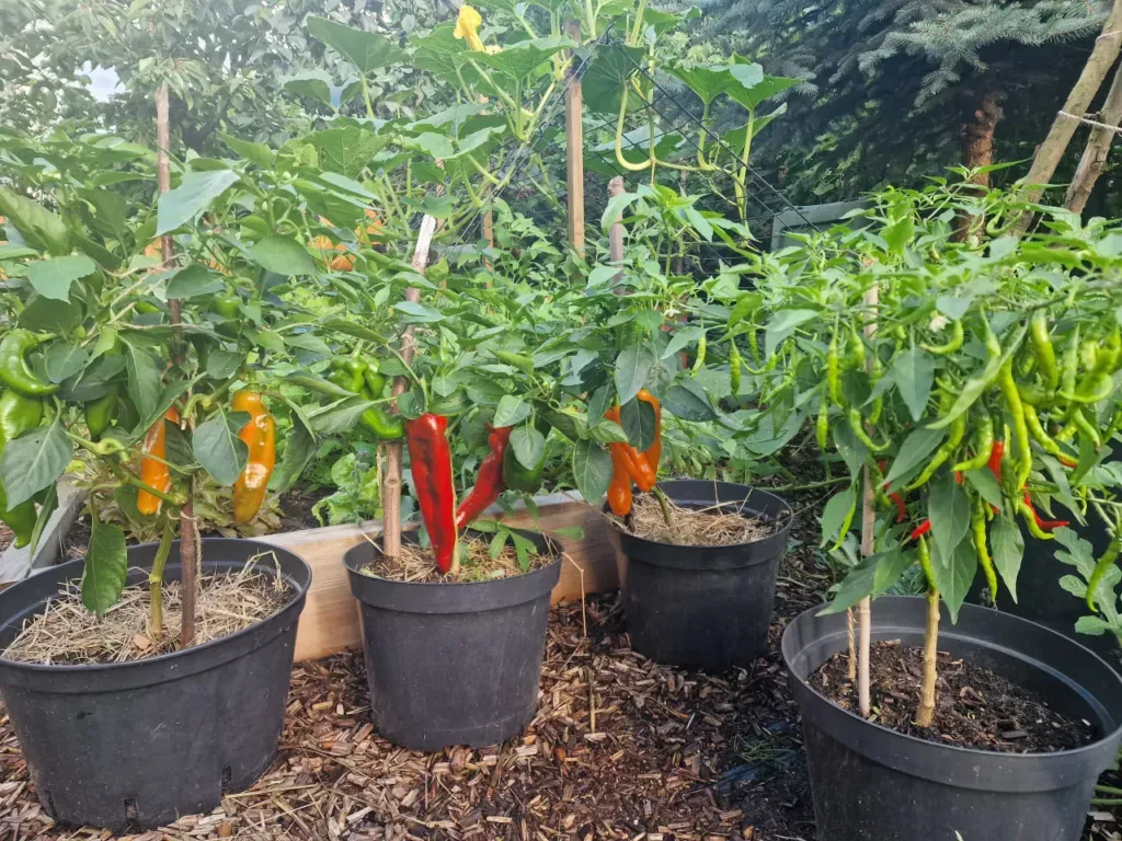 rozsada papryki w doniczkach