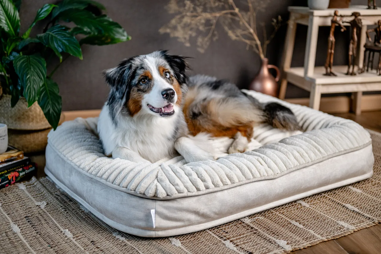 Właściciel mierzący psa do legowiska