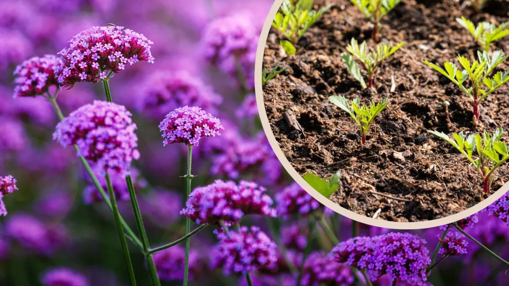 Stratyfikacja nasion werbeny