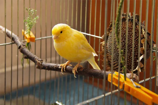 zdrowy kanarek w klatce